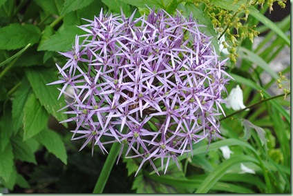 Allium christophii albopilosum Allium christophii albopilosum